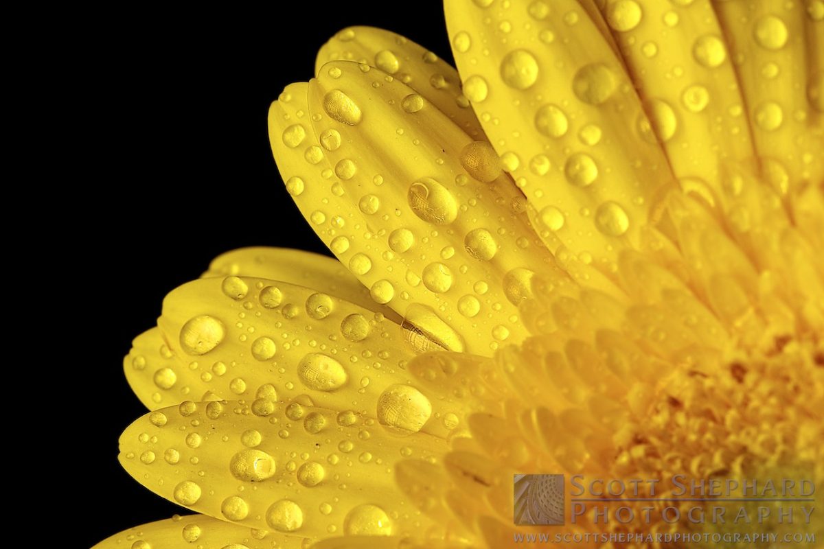 03-27-14 Yellow