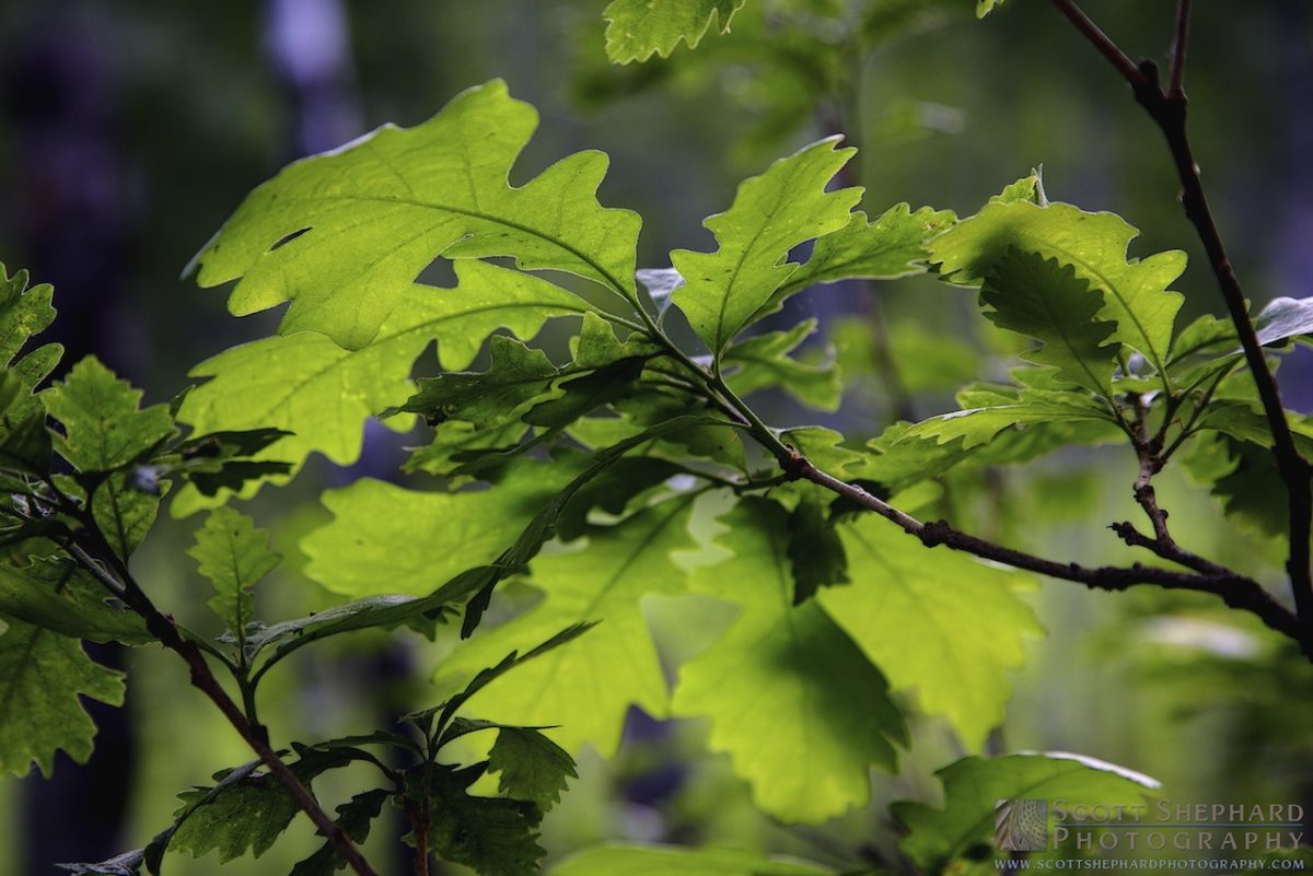 03-29-30 Leafing Out (HDR)