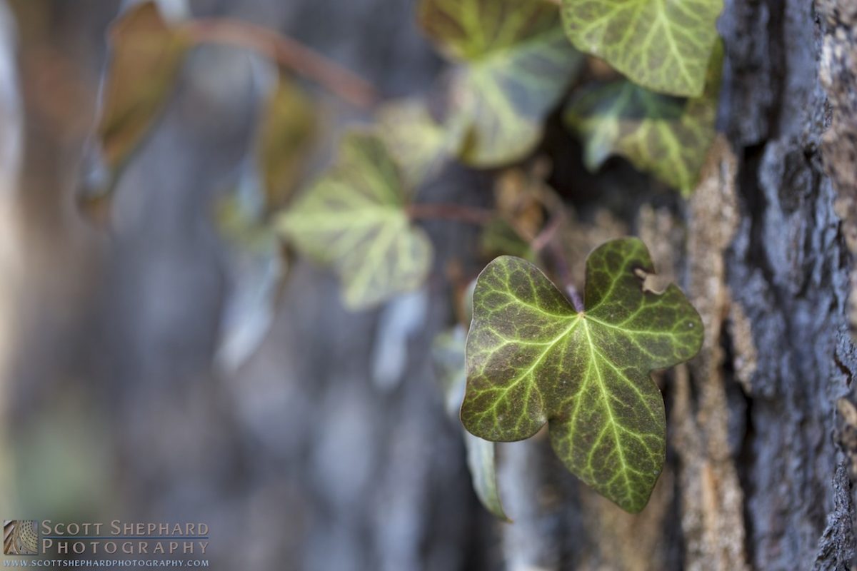 04-04-14 Symbiosis