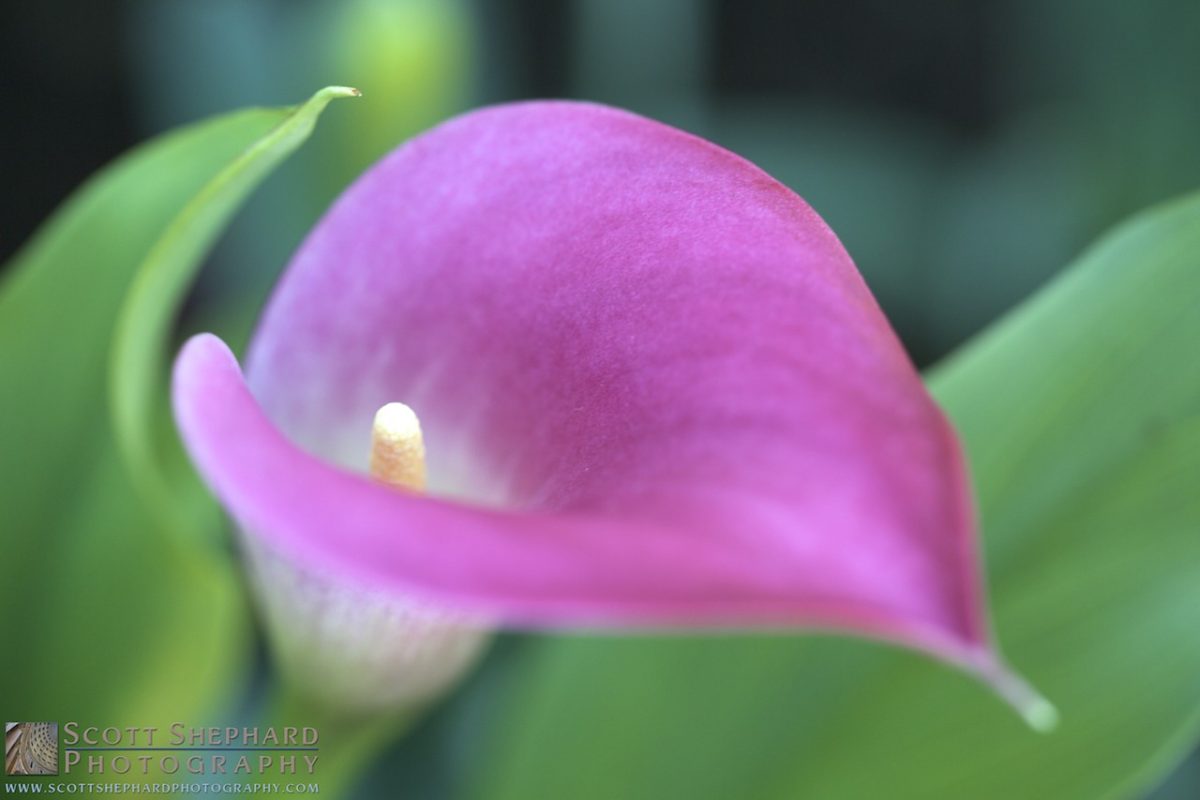 04-10-14 Pink