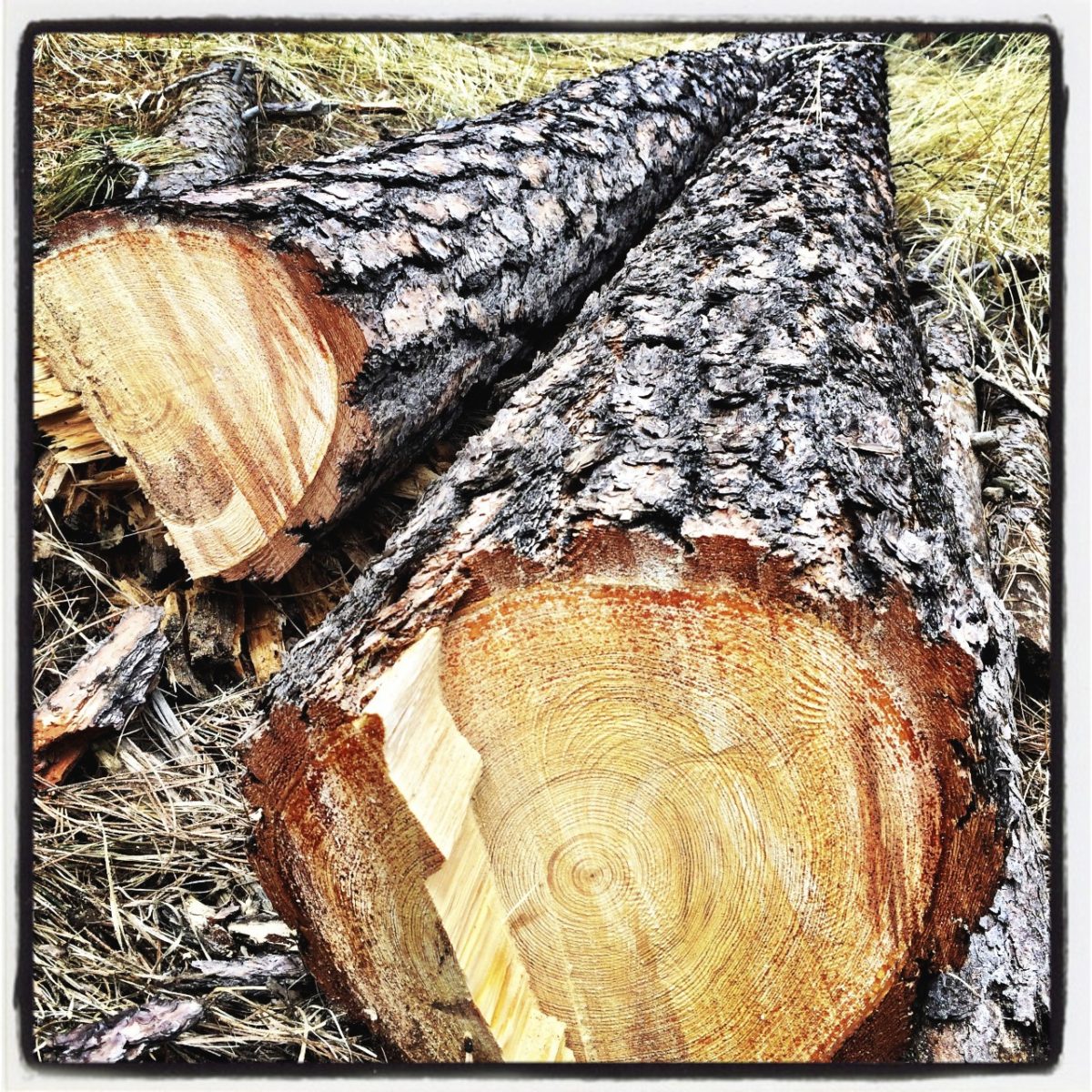 04-18-14 If A Tree Falls in the Forest . . . ?