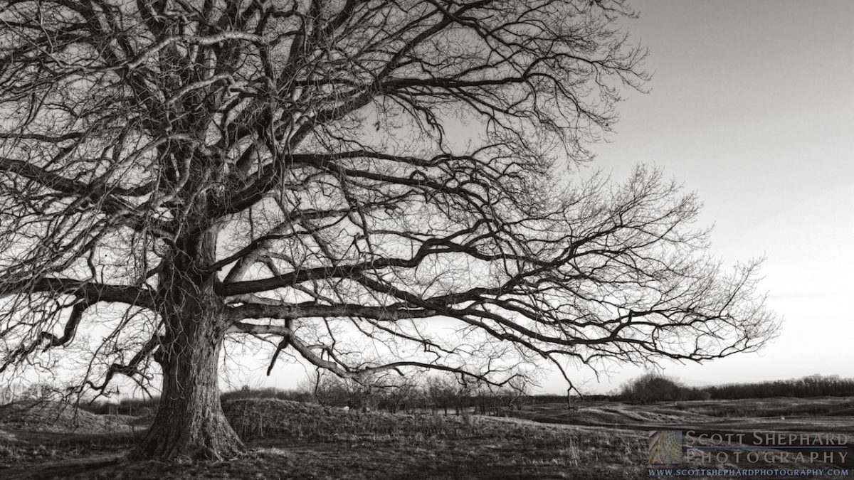 04-23-14 Variations On a Tree